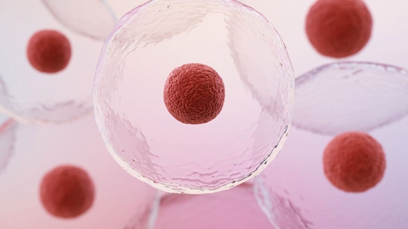 Tái tạo và sửa chữa mô bị tổn thương là một trong những tác dụng của tế bào gốc