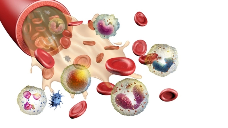 Tế bào gốc được coi là chìa khóa phục hồi cơ quan nội tạng bị suy yếu trong y học tái tạo