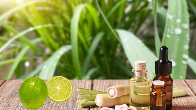 Tác dụng của tinh dầu sả chanh, bạn đã biết chưa? 2