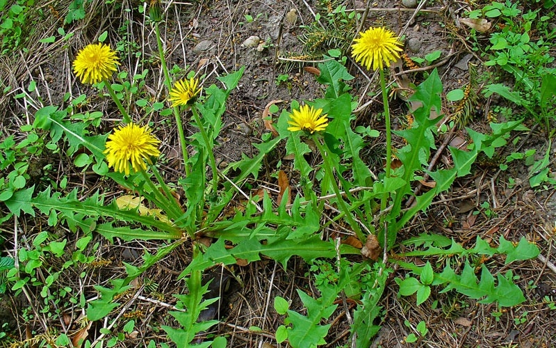 Giải đáp: Phụ nữ sau sinh uống trà bồ công anh được không? 1