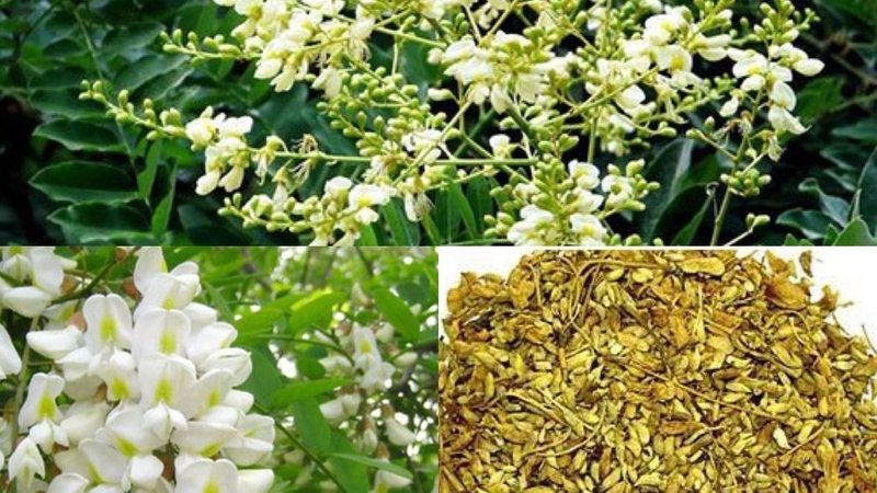 Tác dụng của trà hoa hòe với sức khỏe 1