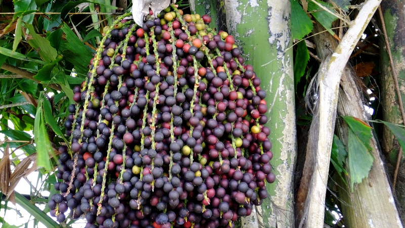 tac-dung-cua-trai-dung-dinh-ngam-ruou-nhung-dieu-ban-nen-biet 1