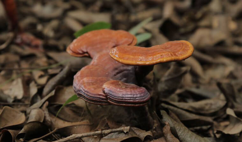 Nấm lim xanh có tác dụng hỗ trợ điều trị bệnh ung thư phổi