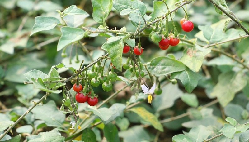 Tác dụng phụ của cà gai leo - Cẩn trọng khi sử dụng! 1