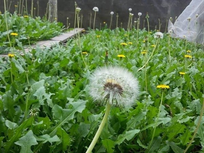 Tác dụng phụ của trà bồ công anh có thể gặp phải 1