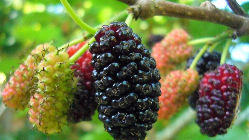 cay-thuoc-nam-giup-sang-mat-2