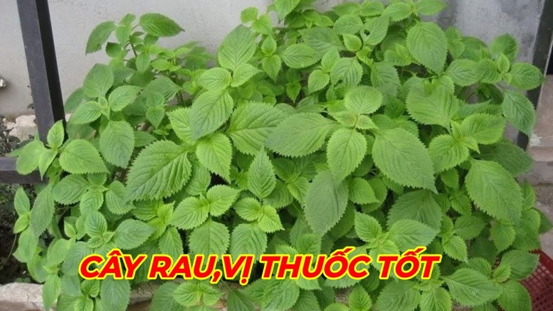 Tác dụng tuyệt vời của rau kinh giới.