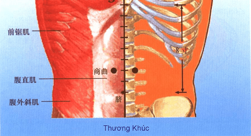 Huyệt Thương Khúc là huyệt vị thứ 17 của Kinh Thận