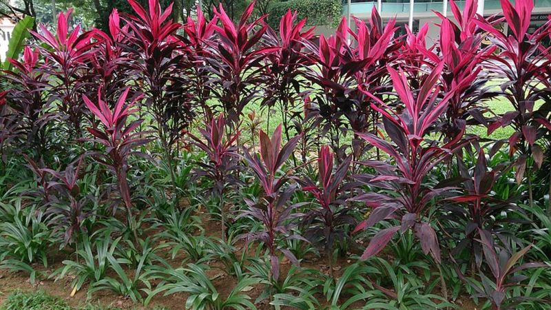 Cây huyết dụ là một loại cây dược liệu và cây cảnh quen thuộc ở Việt Nam