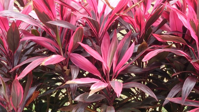 Cây huyết dụ thường được sử dụng làm hàng rào tự nhiên, tạo sự phân cách không gian