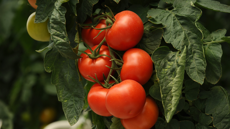 Tác hại của cà chua: Ai nên hạn chế sử dụng loại thực phẩm này? 3