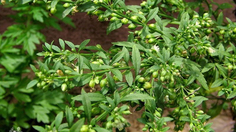 Tác hại của cây cam thảo đất: Những nguy cơ sức khỏe cần cảnh giác 1