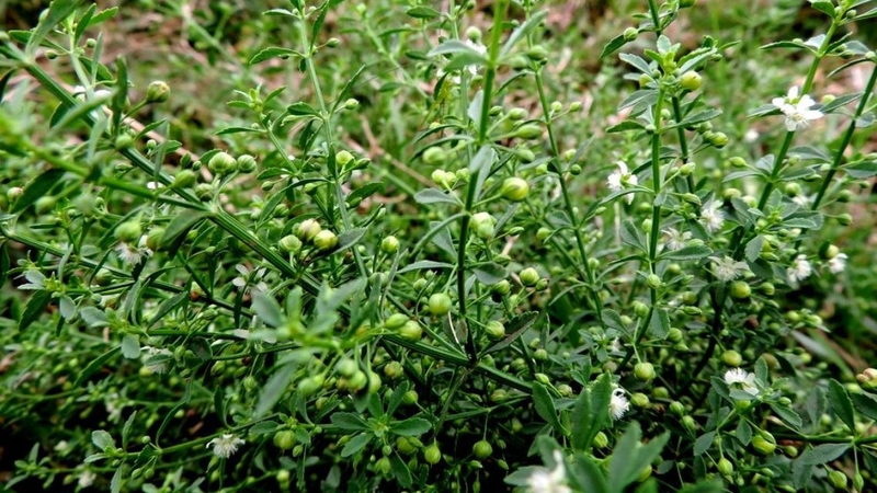 Tác hại của cây cam thảo đất: Những nguy cơ sức khỏe cần cảnh giác 2