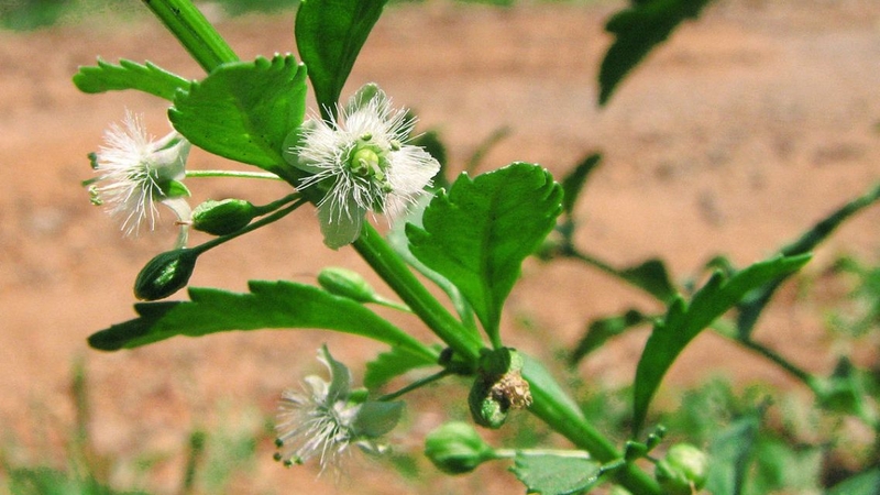 Tác hại của cây cam thảo đất: Những nguy cơ sức khỏe cần cảnh giác 3