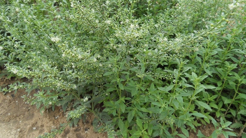 Tác hại của cây cam thảo đất: Những nguy cơ sức khỏe cần cảnh giác 4