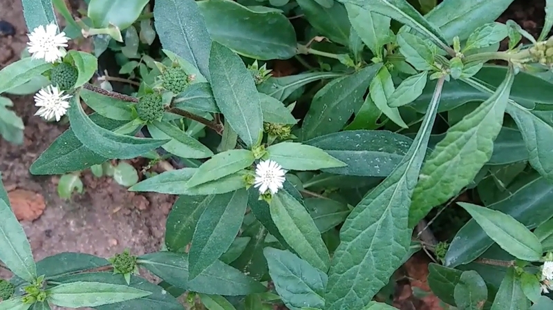 Tác hại của cây cỏ mực có thể bạn chưa biết 1