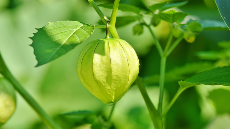 Thù lù là một loại cây thân thảo mộc hoang ở nhiều vùng quê Việt Nam