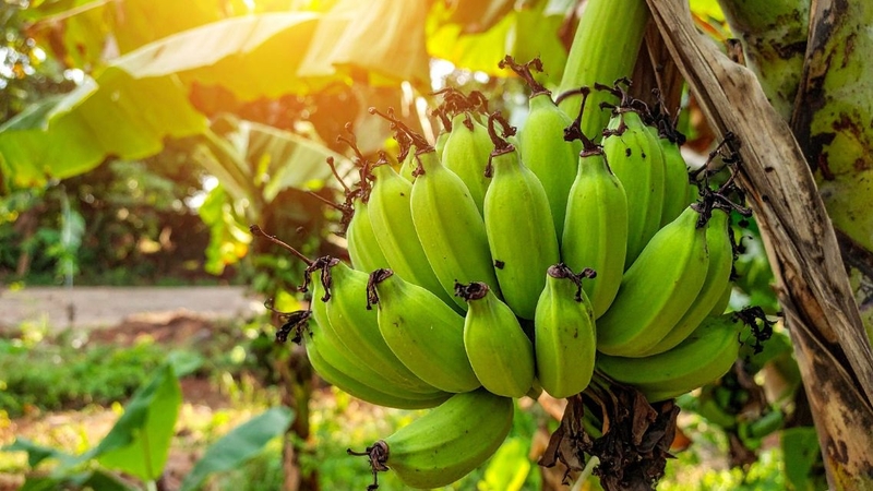 Chuối xanh nên được chế biến phù hợp để giảm vị chát và dễ sử dụng hơn