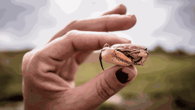 Tác hại của cua đồng: Những lưu ý khi ăn 1