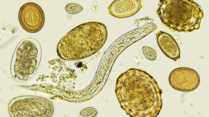 Tác hại của cua đồng: Những lưu ý khi ăn 3