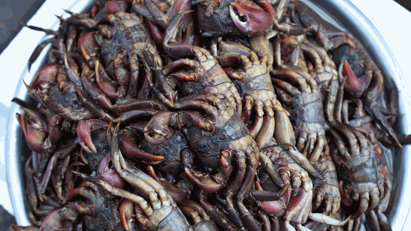 Tác hại của cua đồng: Những lưu ý khi ăn 4