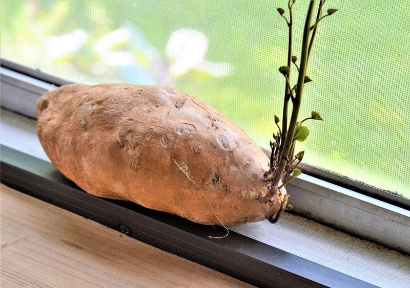 Tác hại của khoai lang là gì? Sai lầm thường gặp khi ăn khoai lang 3