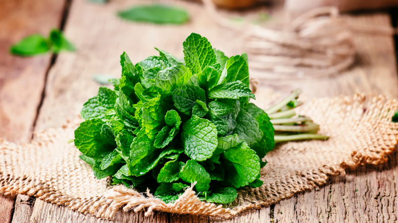 Tác hại của lá bạc hà khi sử dụng sai cách - Một số lưu ý khi dùng lá bạc hà bạn nên biết 1