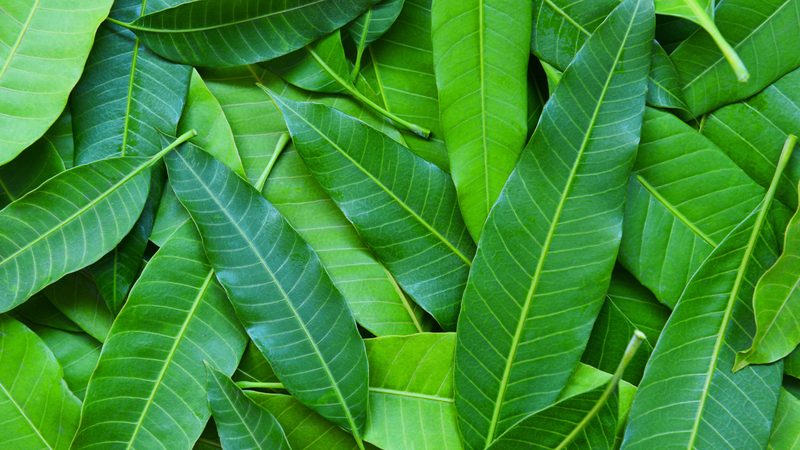 Bên cạnh những rủi ro, lá xoài vẫn mang lại một số lợi ích nhất định nếu được sử dụng hợp lý