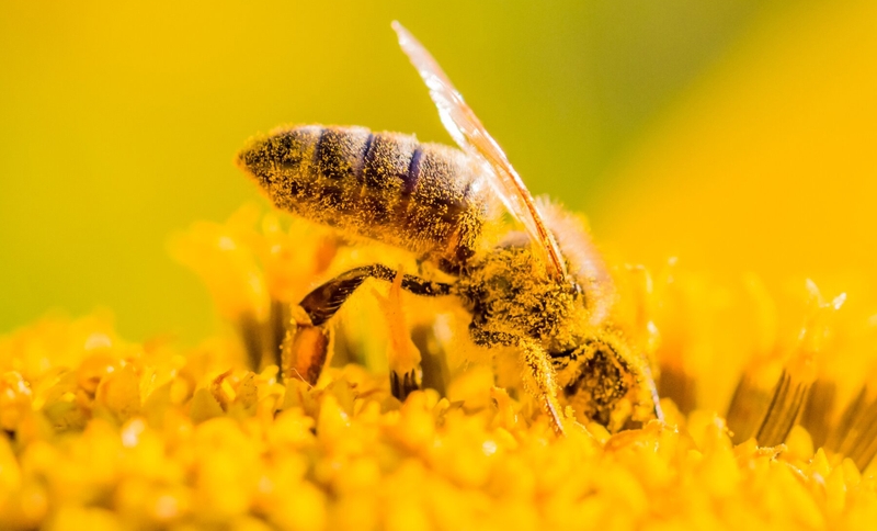 Tác hại của phấn hoa ong là gì? Lưu ý khi sử dụng - 1
