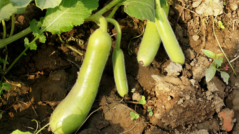 Tác hại của quả bầu: Thực phẩm dinh dưỡng nhưng cũng tiềm ẩn nhiều rủi ro sức khỏe 3