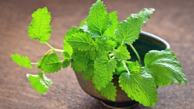 Tác hại của rau kinh giới và rủi ro y tế khi ăn rau kinh giới quá nhiều
