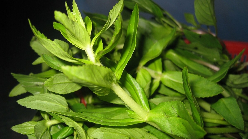 Tác hại của rau ngổ: Những điều cần biết để sử dụng an toàn 2