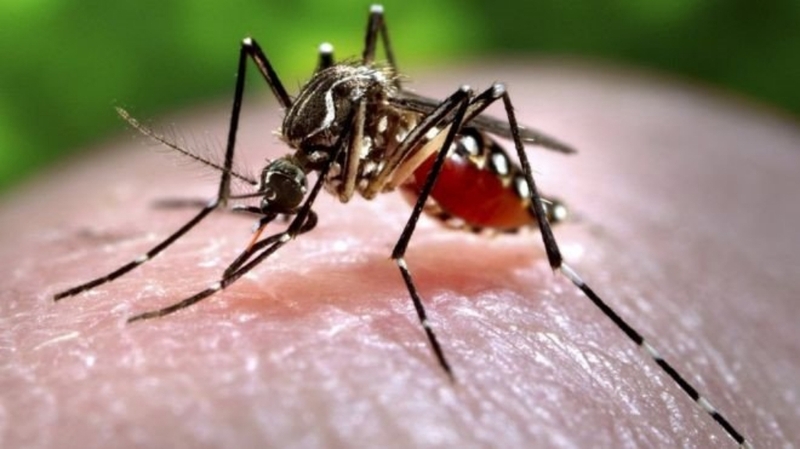 Tác hại của virus zika đối với cơ thể là gì? Biểu hiện nhiễm virus zika 1