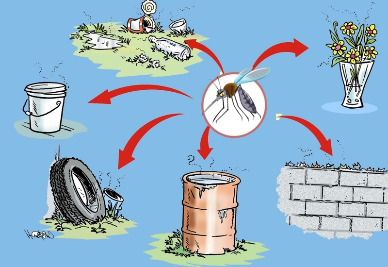 Tác hại của virus zika đối với cơ thể là gì? Biểu hiện nhiễm virus zika 4