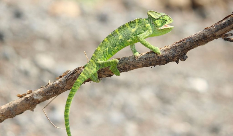 Tắc kè có độc không? Cách thuần hóa tắc kè 3