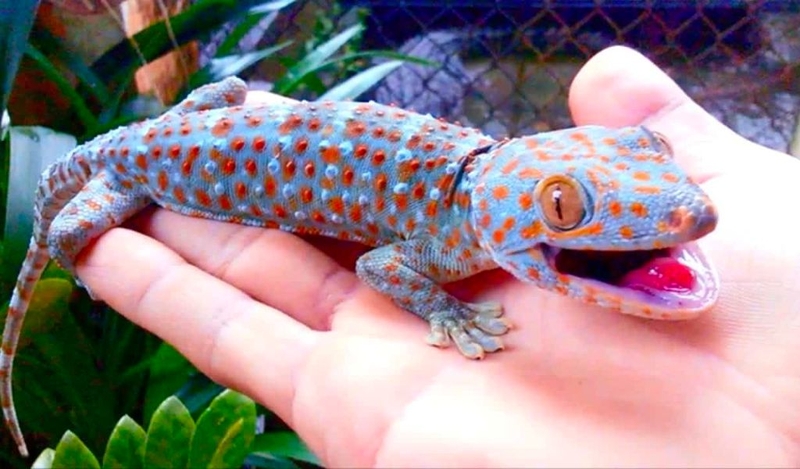 Tắc kè có độc không? Cách thuần hóa tắc kè 2