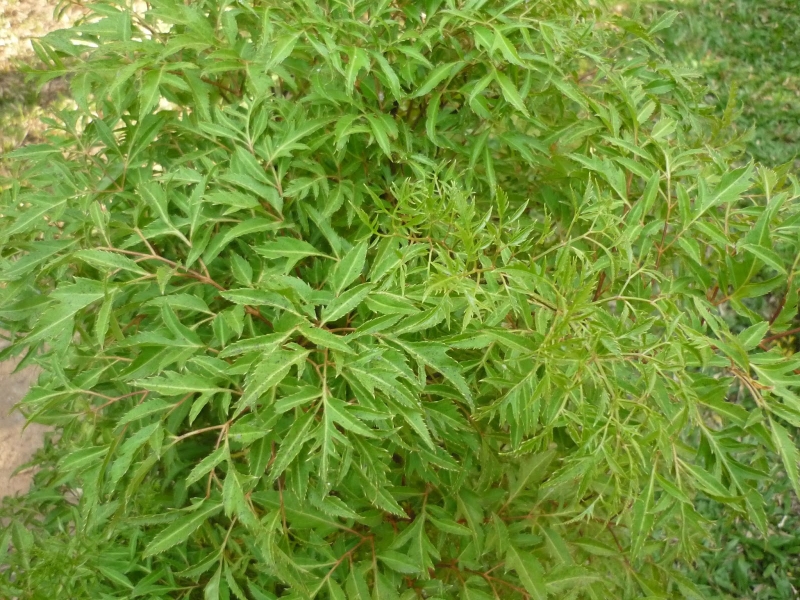 Tắc tia sữa - Nỗi khổ của mẹ cho con bú