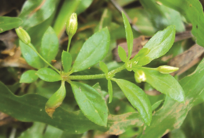 Tại sao ăn rau đắng bị đau bụng? 2