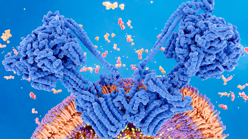 Tại sao bạn có thể cảm thấy mệt mỏi sau khi uống cà phê? 2