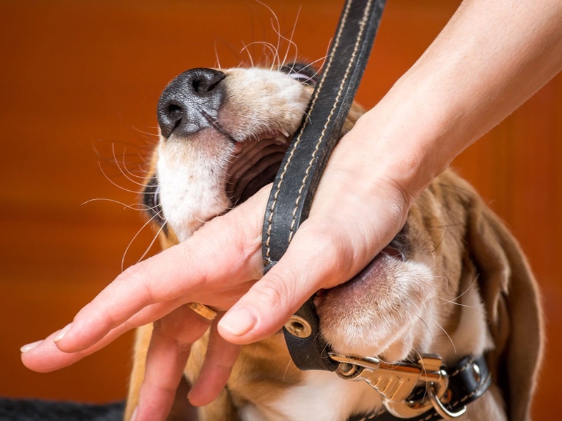 tại sao chó dại sau khi cắn người lại chết 4