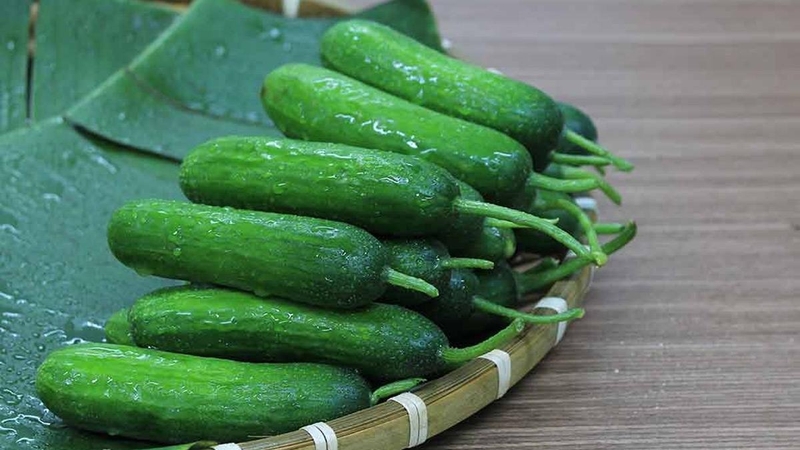 Tại sao dưa leo bị đắng? Dưa leo bị đắng có độc không? 2