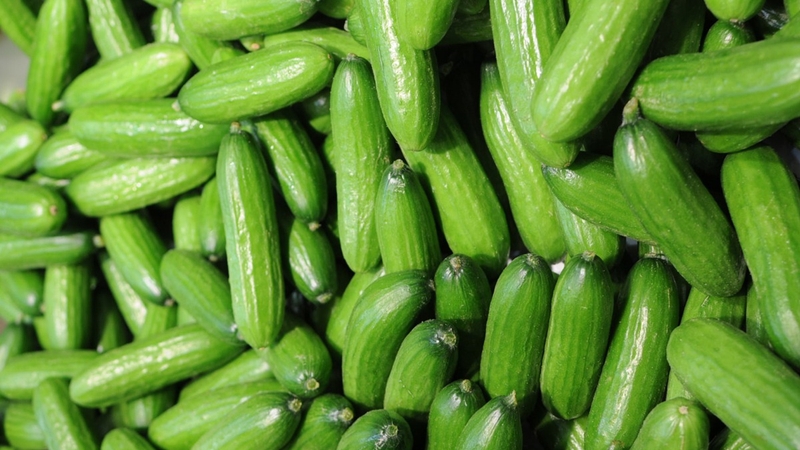 Tại sao dưa leo bị đắng? Dưa leo bị đắng có độc không? 3