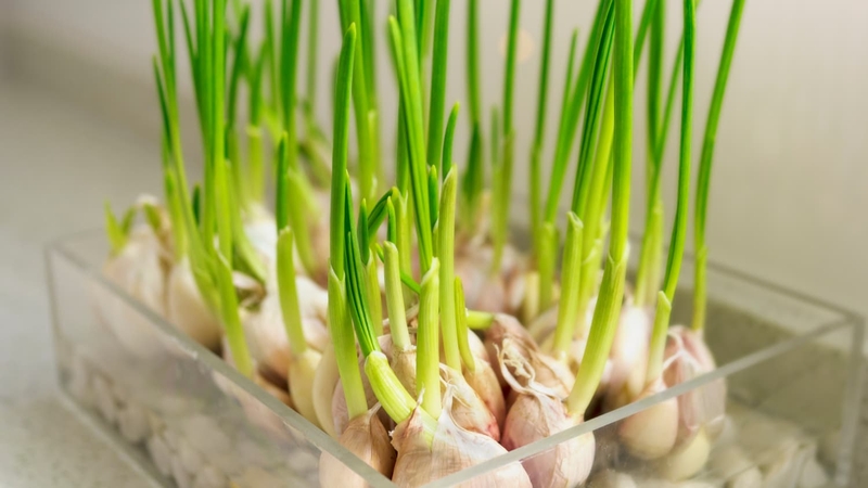 Tại sao hay bị muỗi đốt và cách phòng tránh muỗi hiệu quả nhất?