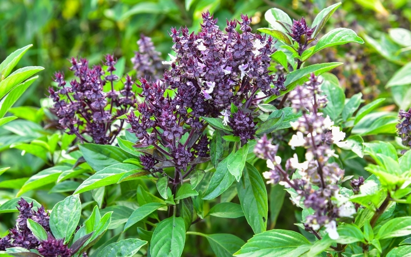 Tại sao húng quế tốt cho tim mạch? 10 công dụng kỳ diệu từ húng quế 1