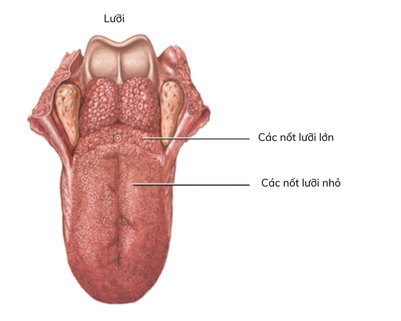 Tại sao lưỡi có đốm đỏ? Các bệnh về lưỡi thường gặp 2