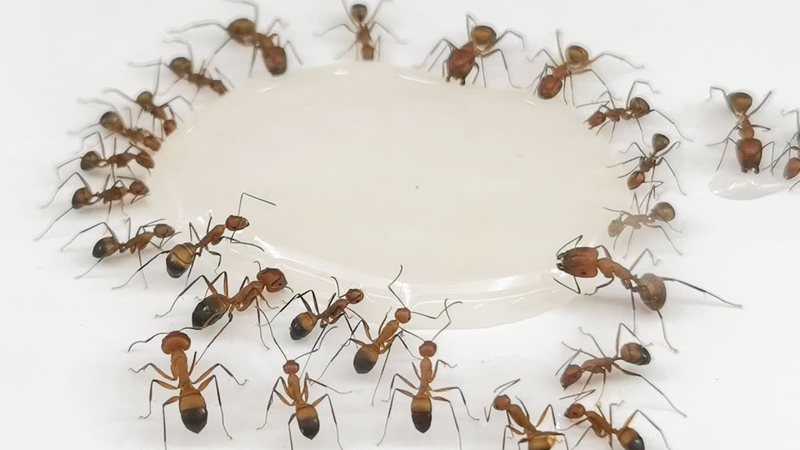 Tinh trùng bị kiến bâu là chuyện bình thường, bạn không nên quá lo lắng