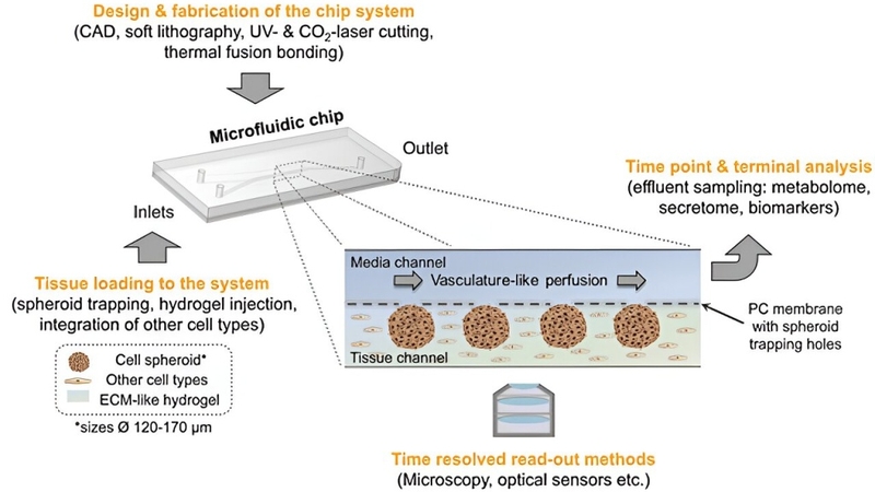 Tái tạo cấu trúc tuyến tụy trên vi mạch - phát minh mới cho bệnh tiểu đường 3