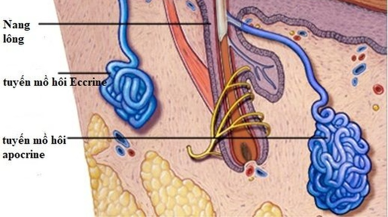 Mồ hôi có mùi chua 1