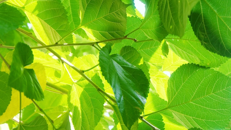 tam-la-dau-tam-co-tac-dung-gi-cach-tam-la-dau-tam 3.jpg