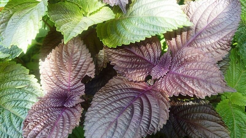 Tắm lá gì trị mụn lưng hiệu quả? Top 7 lá trị mụn lưng tốt nhất 1